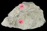 Two Fossil Crinoids (Dichocrinus & Cercidocrinus) - Gilmore City, Iowa #148679-1